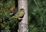 15th Oct 2021 - Greenfinch