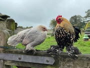 14th Oct 2021 - Chickens on a Gate