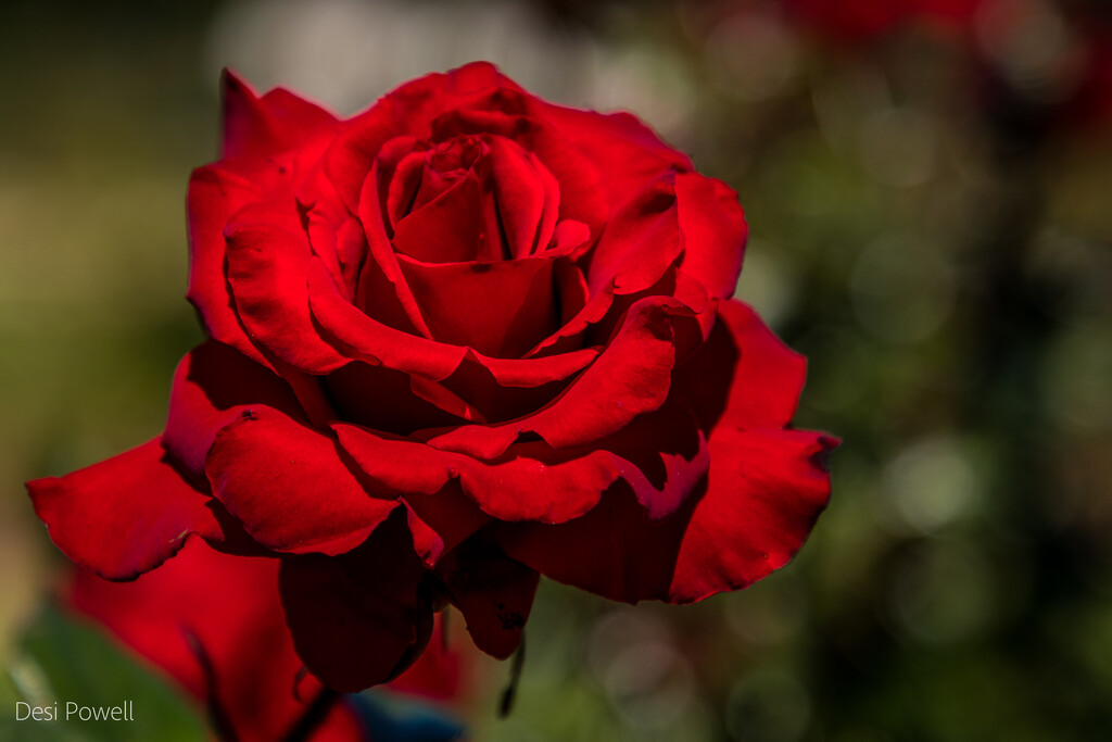 Rose Garden by seacreature