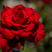 Rose Garden by seacreature