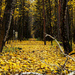 Autumn path by daryavr