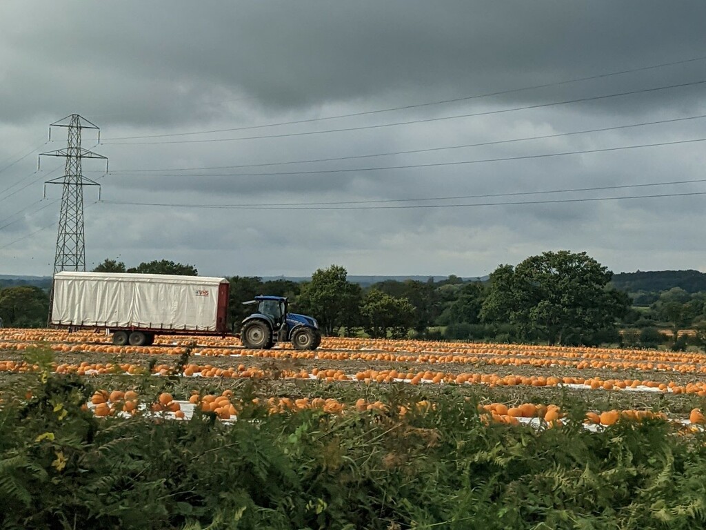 Pumpkins, an unusual crop for England. by yorkshirelady