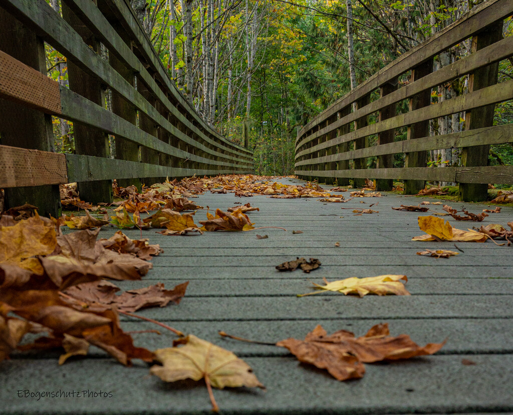 Autumn Bridge  by theredcamera
