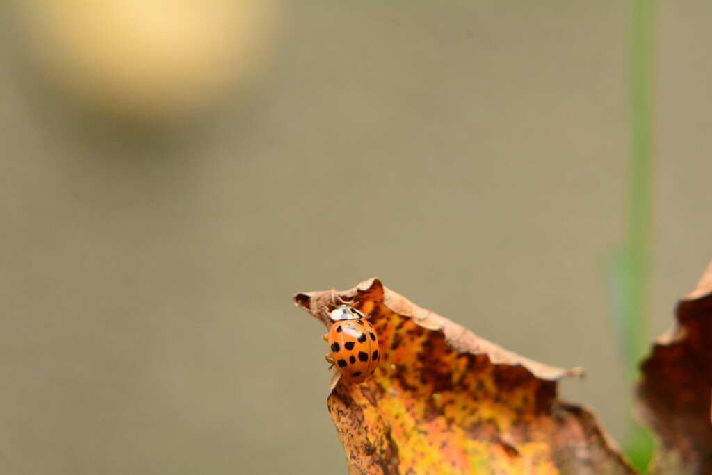 Ladybird and dry leaf........ by ziggy77