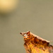 Ladybird and dry leaf........ by ziggy77