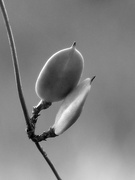 16th Oct 2021 - Carolina wild jasmine seed pods...