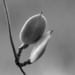 Carolina wild jasmine seed pods... by marlboromaam