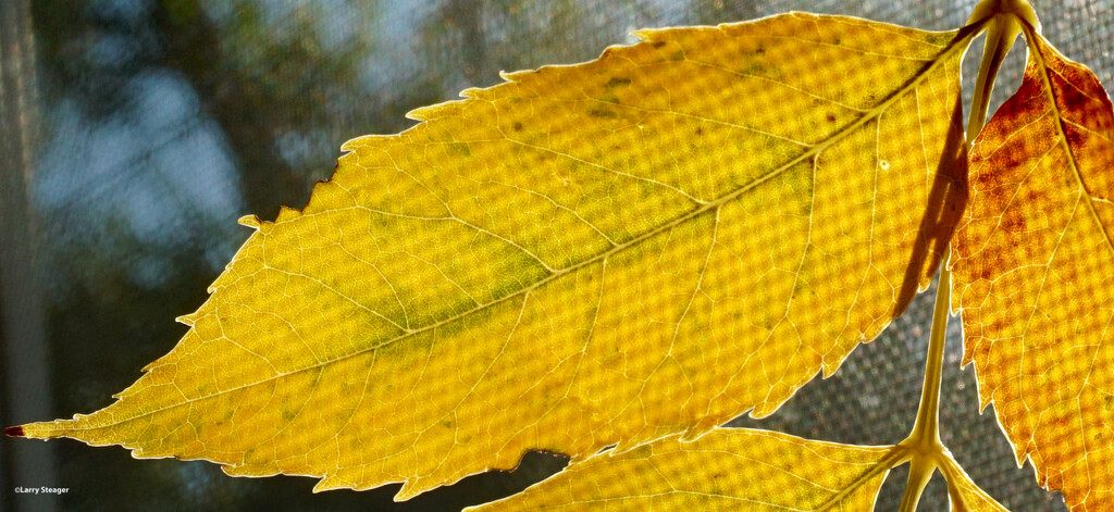 Leaf 5 by larrysphotos