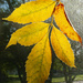 Leaf 4 by larrysphotos