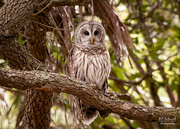 15th Oct 2021 - Barred Owl