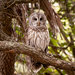 Barred Owl by photographycrazy