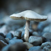 Mushroom by swchappell
