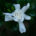 Gardenia... by thewatersphotos