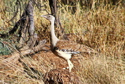 14th Oct 2021 - Hey!!!   Did You Just Call Me a Bustard?