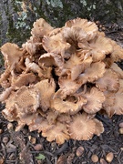 12th Oct 2021 - the fungi have exploded 