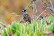 15th Oct 2021 - White-crowned Sparrow