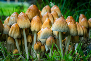 15th Oct 2021 - Mushroom Forest