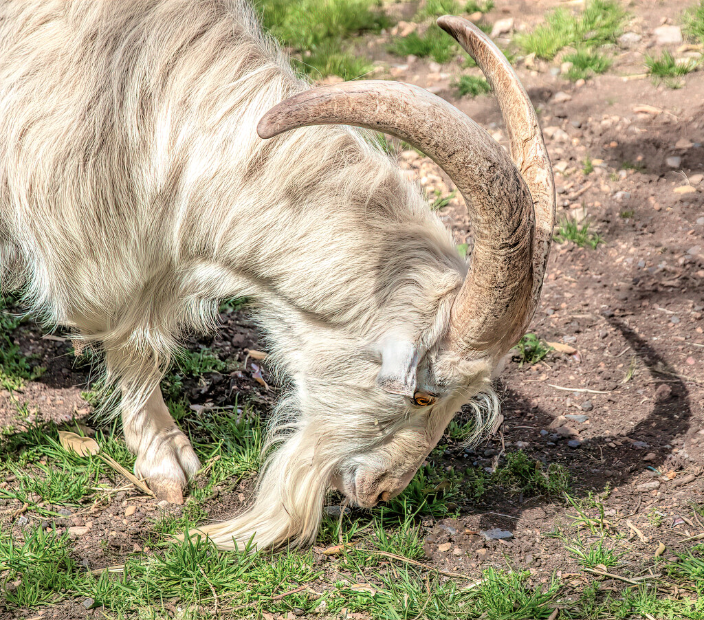 Billy Goat seems to have found something  by ludwigsdiana