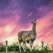 Llama on the loose  by stuart46