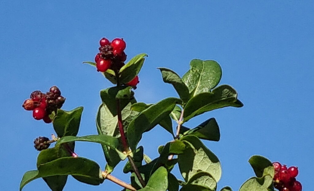 Autumn berries 15: Honeysuckle by julienne1