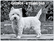 16th Oct 2021 - George 4 years old