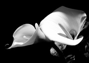2nd Oct 2021 - 2 Lillies in BW