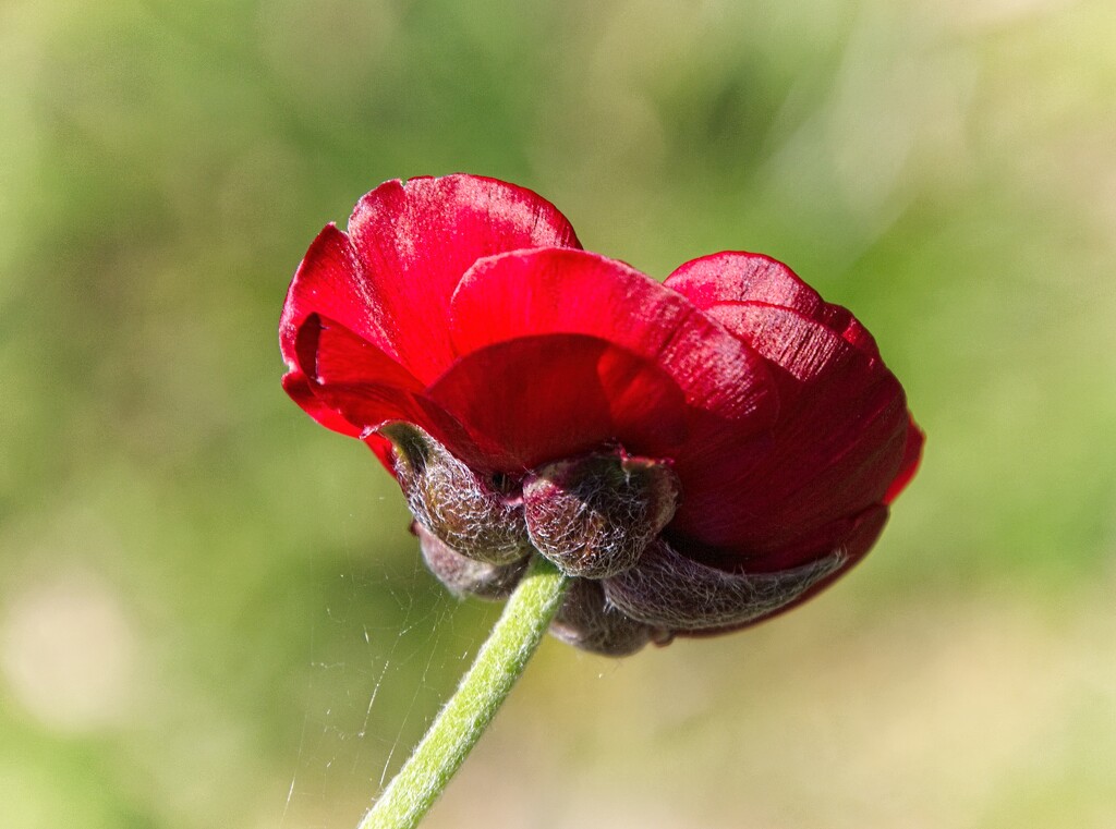 Red ranunculus by kiwinanna