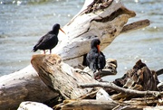 16th Oct 2021 - Oystercatchers preening in the driftwood
