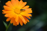 16th Oct 2021 - marigold and insect.......