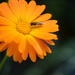 marigold and insect.......