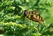 16th Oct 2021 - HOVER-FLY