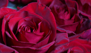 16th Oct 2021 - Red roses