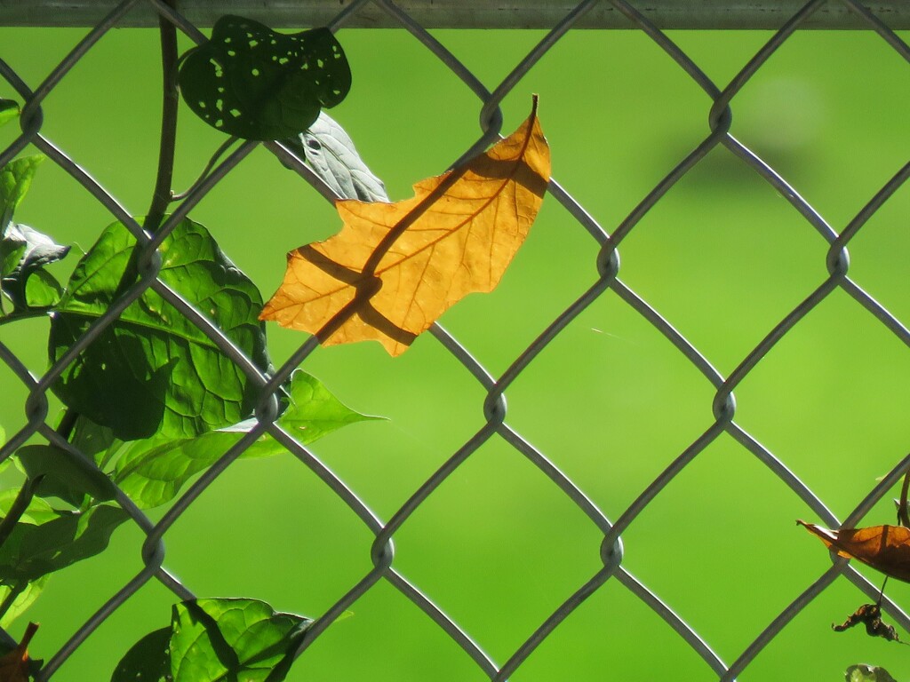 Leaf and Fence Art by seattlite