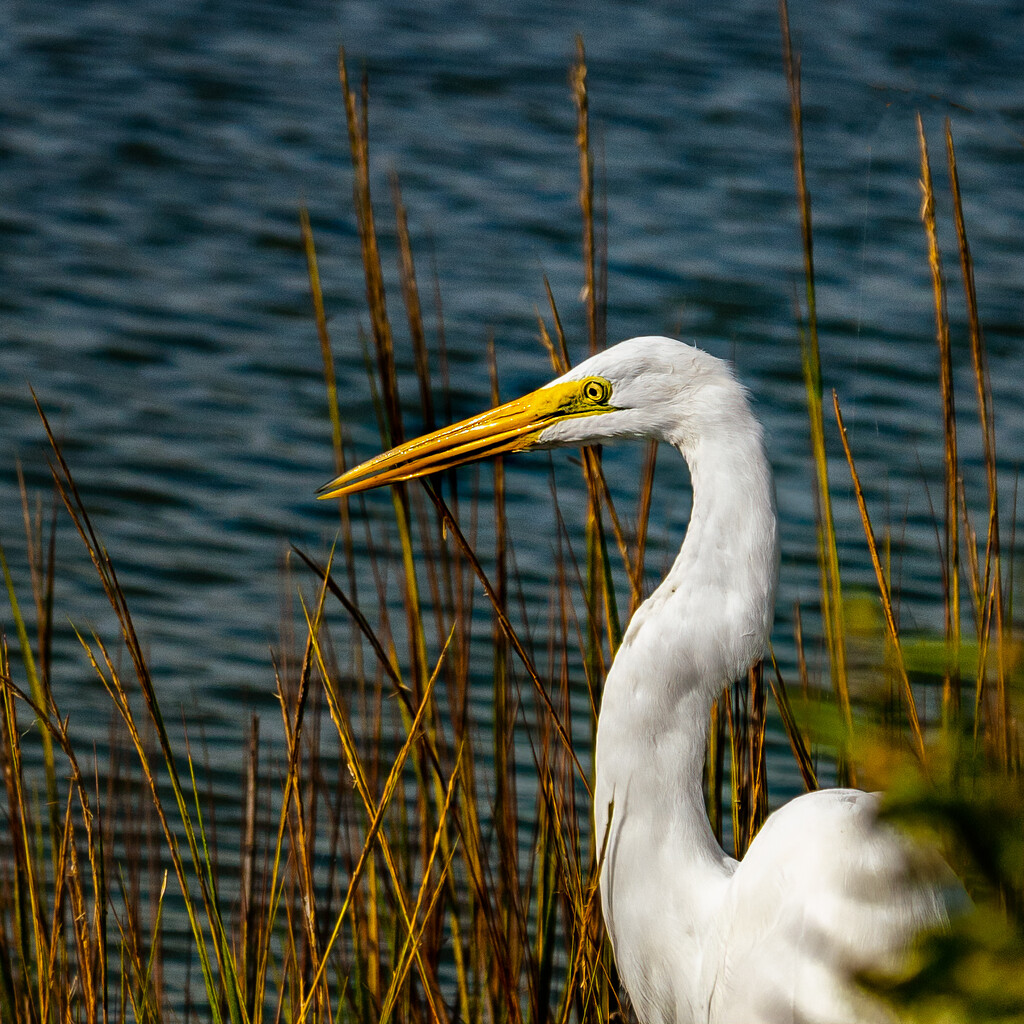 egret in the grass by jernst1779