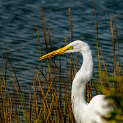 10th Oct 2021 - egret in the grass