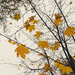 fall fall by daryavr