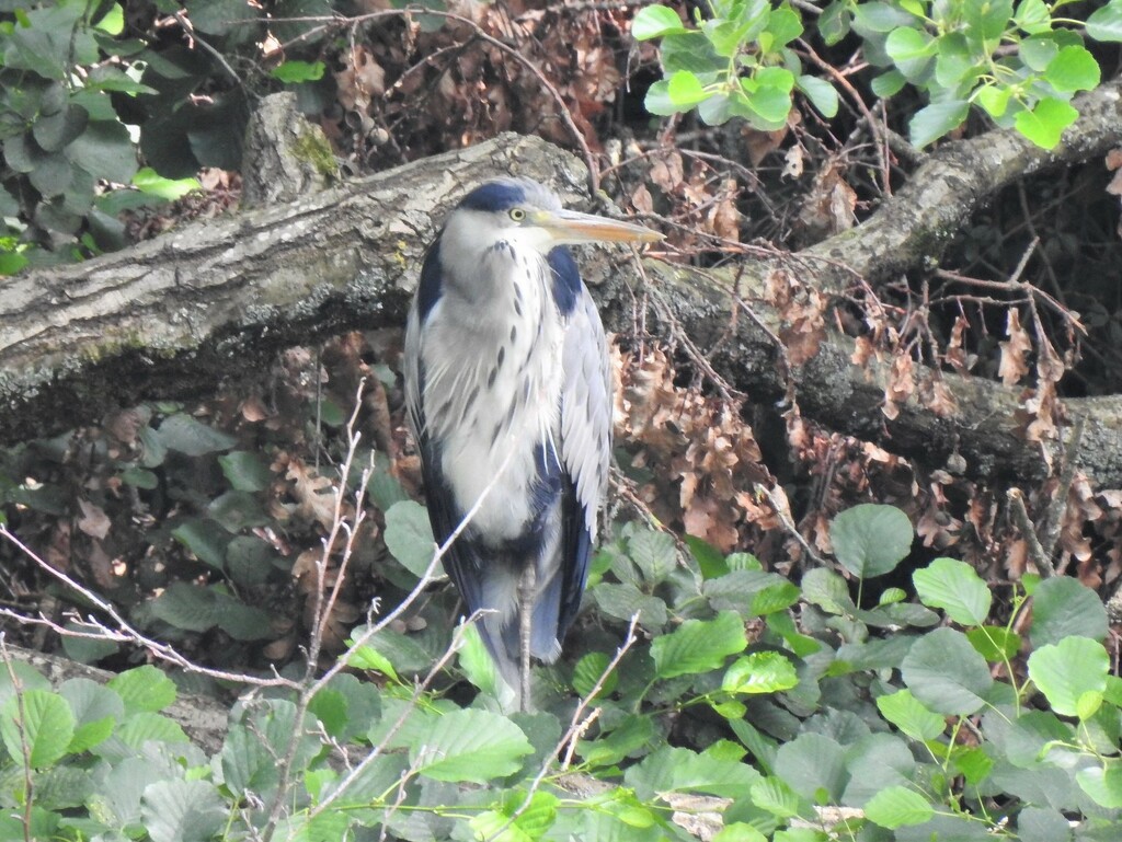 Heron at Berrington  by susiemc