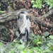 Heron at Berrington  by susiemc