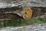 13th Oct 2021 - Fence detail