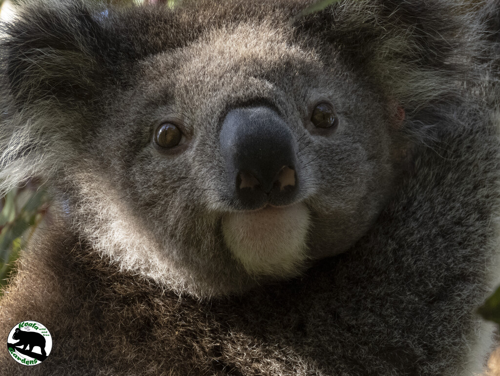 freedom day by koalagardens