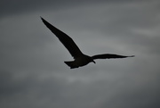 15th Oct 2021 - seagull silhouette against the grey sky