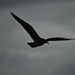 seagull silhouette against the grey sky by midge