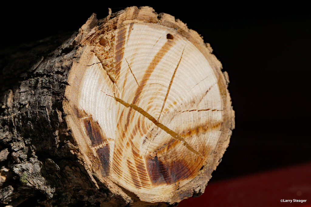 Cross section Ash tree by larrysphotos