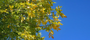 16th Oct 2021 - Blue sky and Autumn color