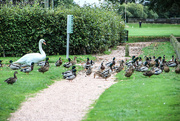 16th Oct 2021 - Leave some for me Ducks.