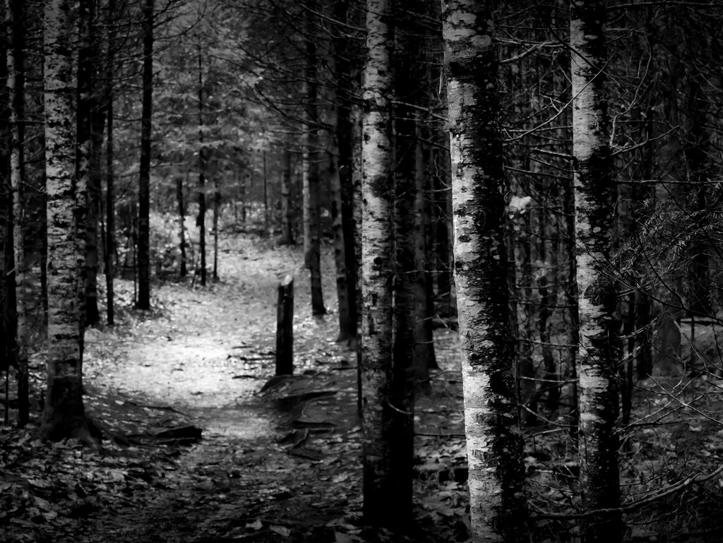 a path in the woods by northy
