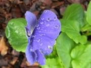 16th Oct 2021 - Pansy Flower with Raindrops