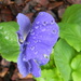 Pansy Flower with Raindrops by sfeldphotos