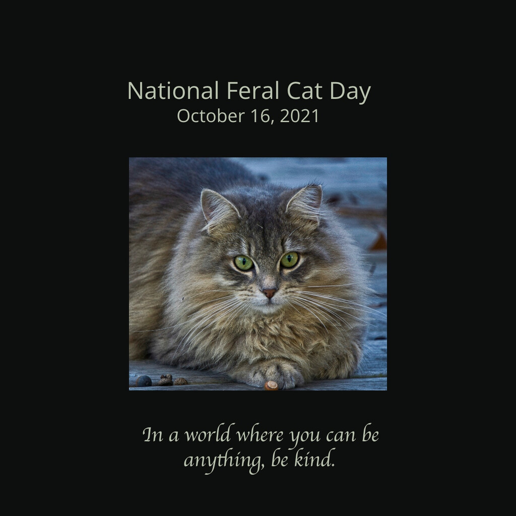 National Feral Cat Day by eudora