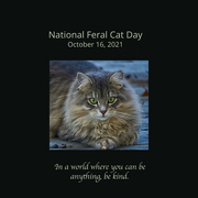 15th Oct 2021 - National Feral Cat Day